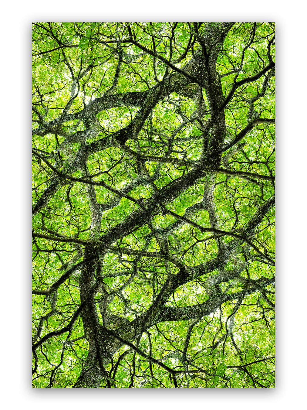 Infinite Canopy Photo Print