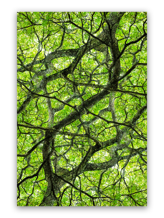 Infinite Canopy Photo Print